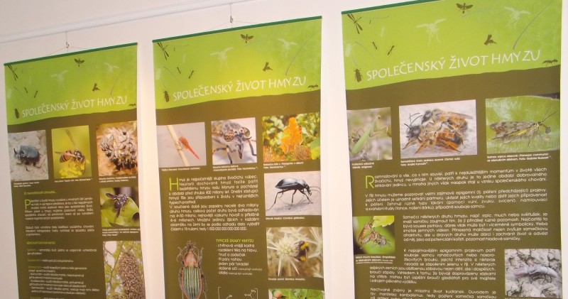 Výstava Společenský život hmyzu se vrací
