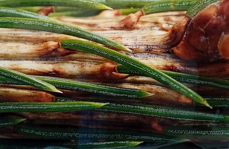 Výsledky Photographia Natura 2024